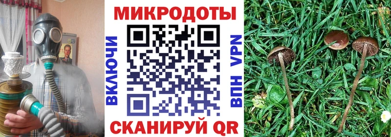 Псилоцибиновые грибы Psilocybine cubensis  Жердевка 